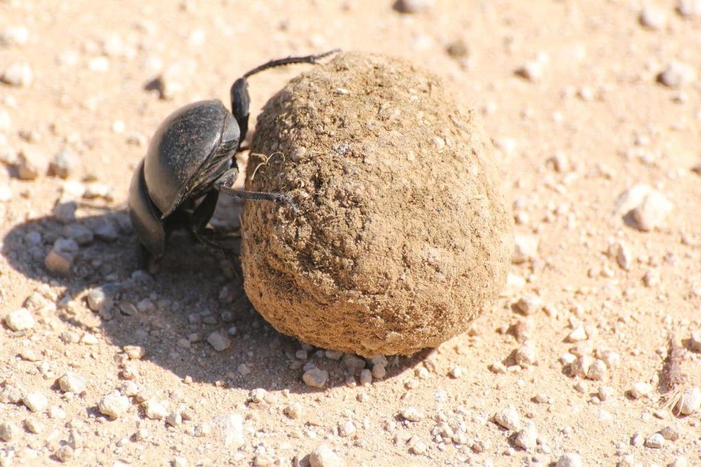 dung beetle in action