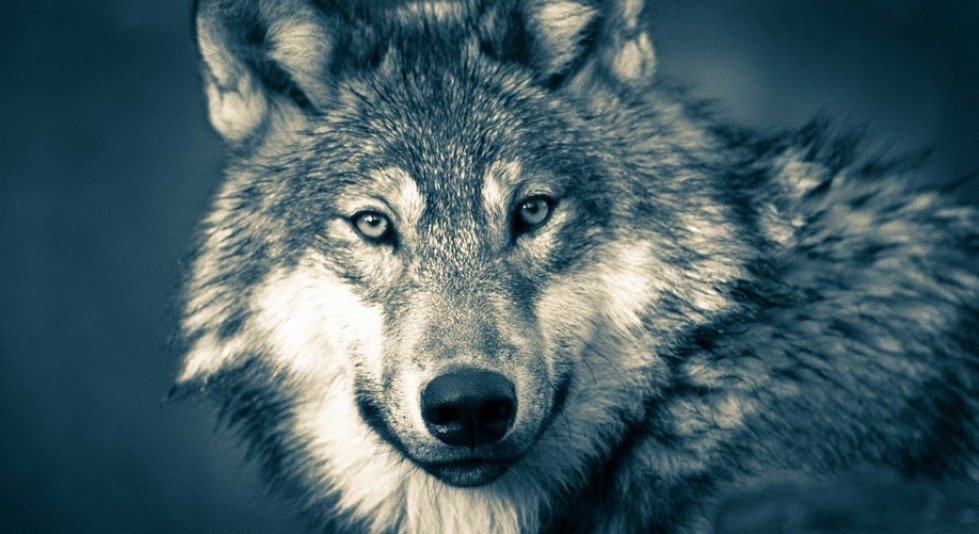 spirit animal a wolf