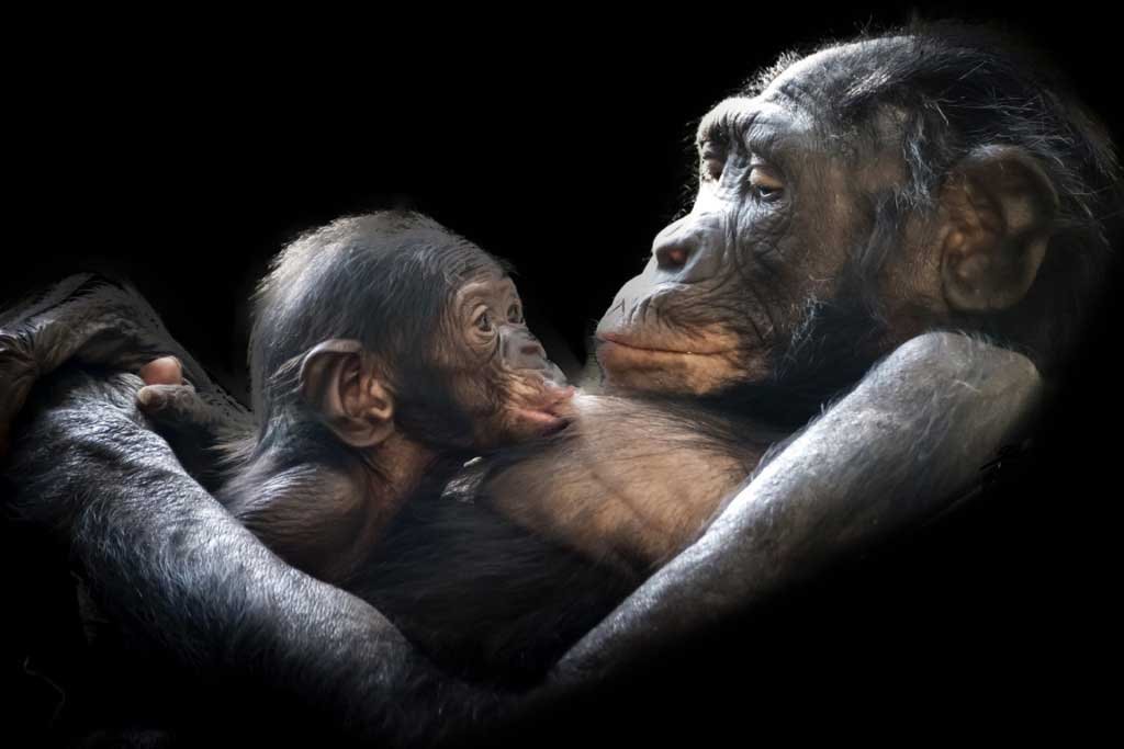 chimpanzee symbology