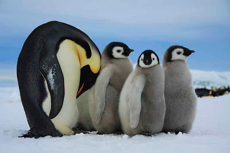 penguins are loyal
