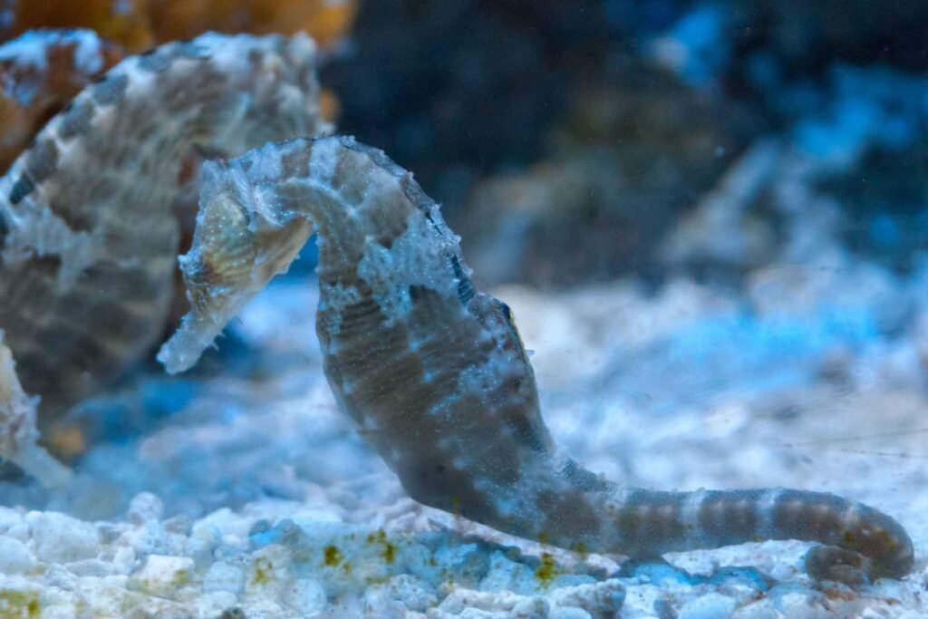 seahorse friendship and loyality