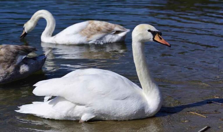 swan-symbolism-and-meaning-spirit-animal-totem