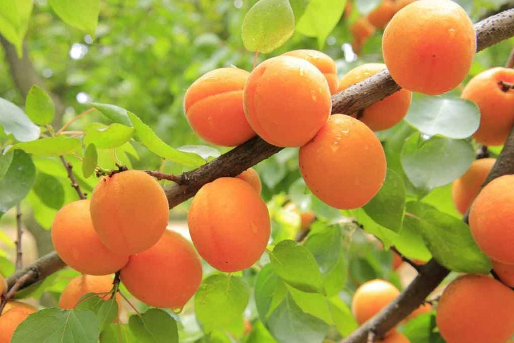 apricot tree in dreams