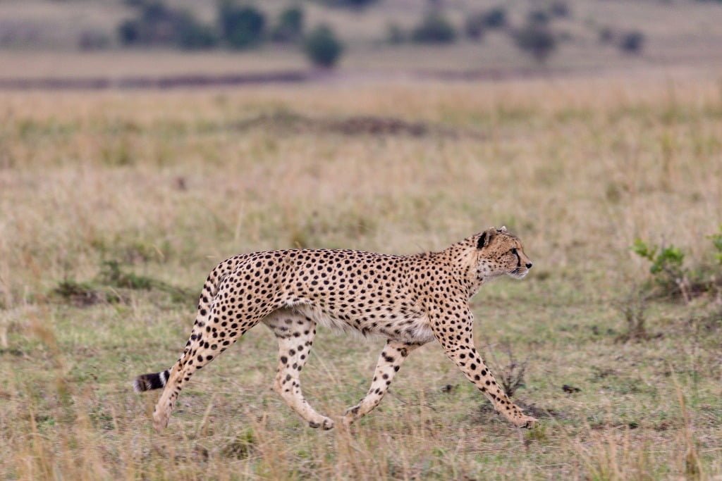 cheetah symbolism