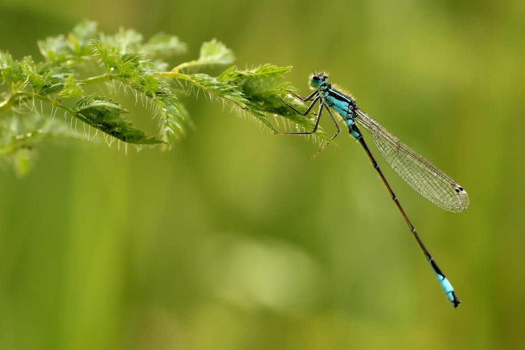 dragonfly symbolism