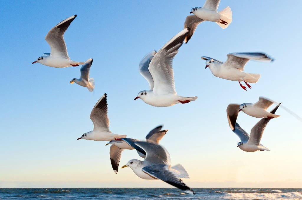 seagull represents freedom