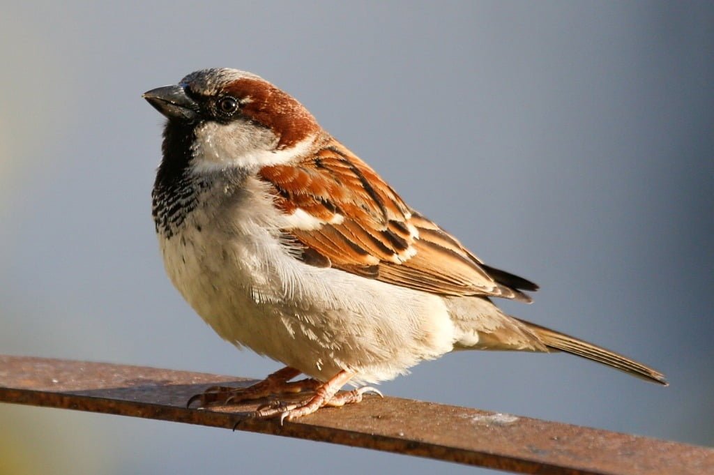 sparrow symbolism